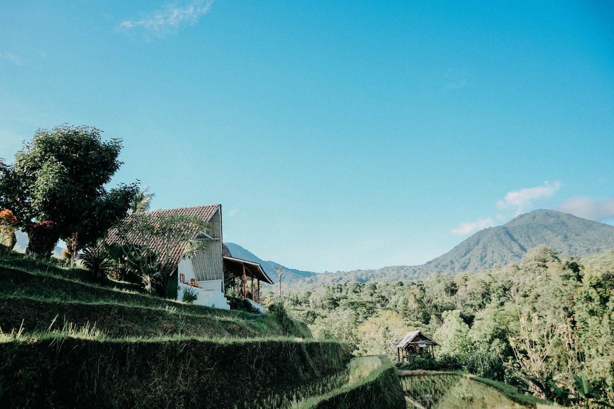 Padi Bali Jatiluwih Selemadeg